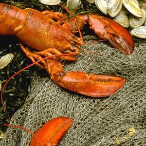 Le homard breton